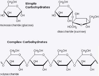 basic carbohydrate structure